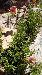 Aspalathus bracteata