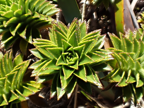 Dubautia waialealae