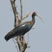 Red-naped Ibis - Photo (c) Joby Joseph, some rights reserved (CC BY-NC-SA)