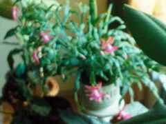 Schlumbergera buckleyi