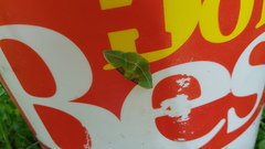 Tachyphyle basiplaga