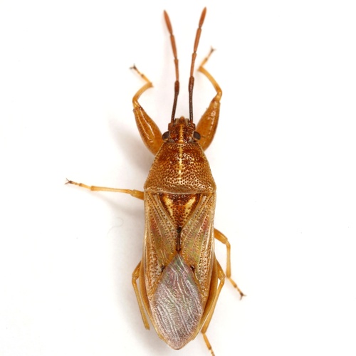 Oedancala crassimana (Fabricius, 1803)