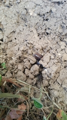 Armadillidium vulgare