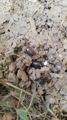 Armadillidium vulgare