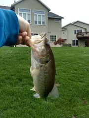 Micropterus salmoides