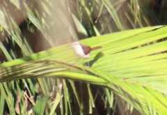 Campylorhynchus chiapensis