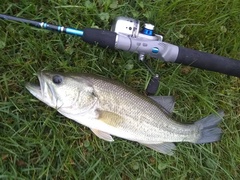 Micropterus salmoides