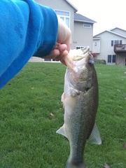Micropterus salmoides