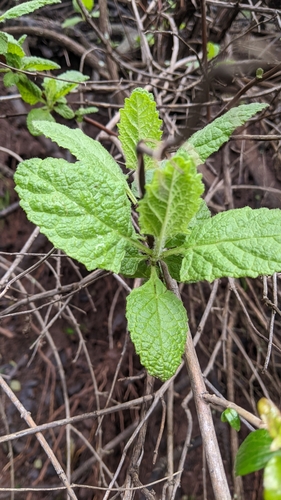 Ross' pitcher sage (Lepechinia rossii)
