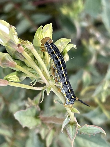 iNaturalist observation photo of White-lined Sphinx