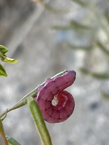 iNaturalist observation photo of Palm Flower Moth