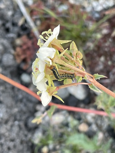 iNaturalist observation photo of White-lined Sphinx
