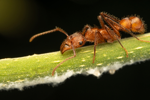 Ectatomma tuberculatum