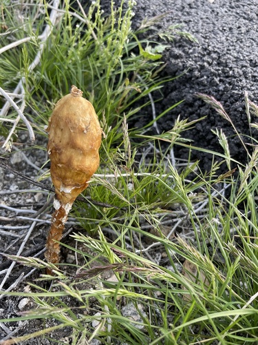 iNaturalist observation photo of Termite Inkcaps