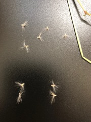 Bothriochloa exaristata