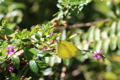 Eurema blanda arsakia