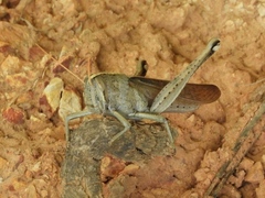 Schistocerca camerata