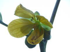 Cassiinae