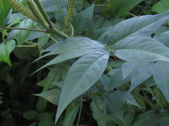 Cassiinae