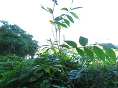 Cassiinae