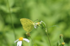 Eurema blanda arsakia