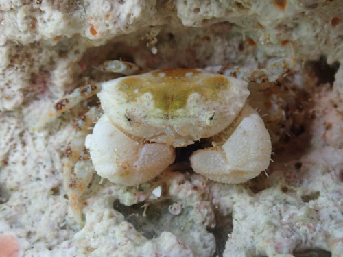 Xanthias lamarckii