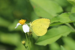 Eurema blanda arsakia