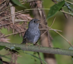 Planalto Tapaculo photo 2