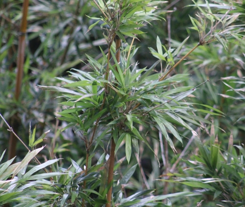 Image of Phyllostachys nigra by (c) Tyler Ekholm, some rights reserved (CC BY)