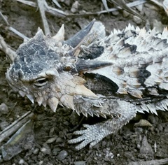 Phrynosoma coronatum