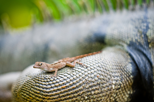 Crested Anole, Río Piedras, San Juan, Puerto Rico, photo 6 of 10