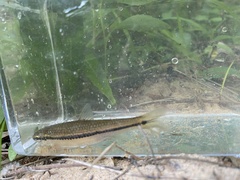 Blackspot Shiner photo 5