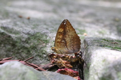 Abrota ganga formosana