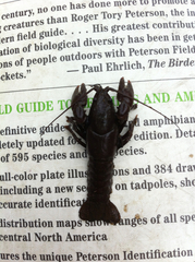 Cambarus bartonii cavatus