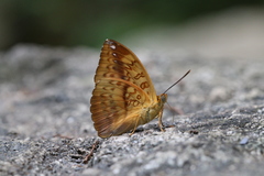 Abrota ganga formosana