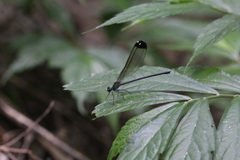 Psolodesmus mandarinus dorothea