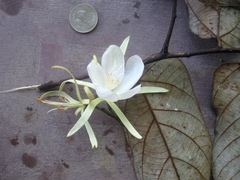 Pterospermum elongatum