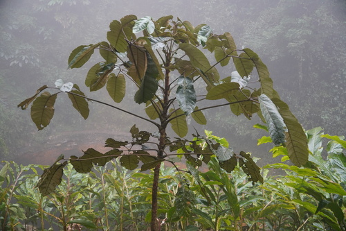 Schefflera macrophylla