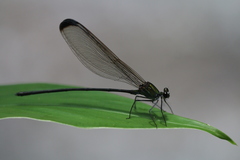 Psolodesmus mandarinus dorothea