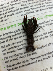 Cambarus bartonii cavatus