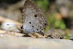 Megisba malaya sikkima