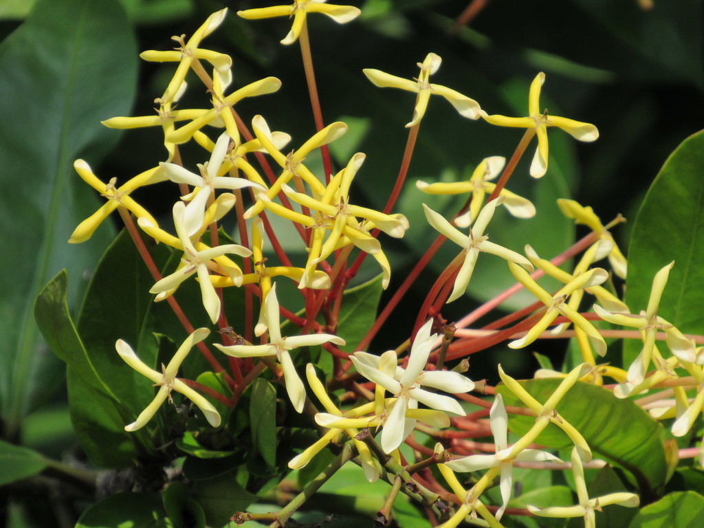 Ixora hookeri