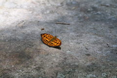Abrota ganga formosana