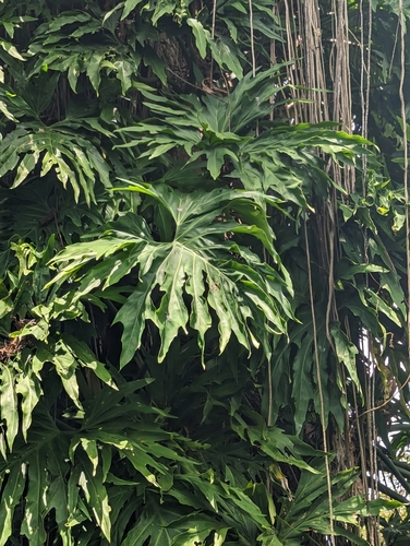 Split Leaf Climber