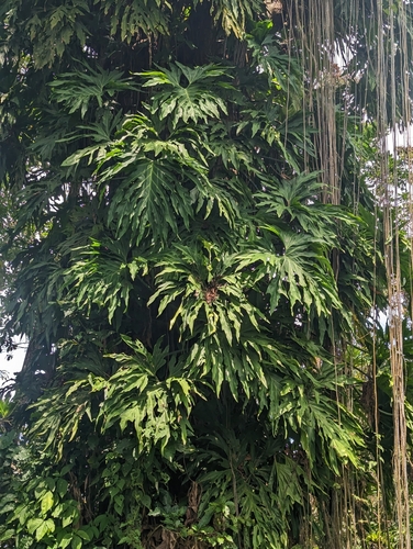 Split Leaf Climber