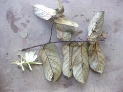 Pterospermum elongatum