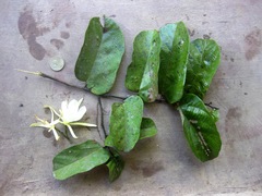 Pterospermum elongatum