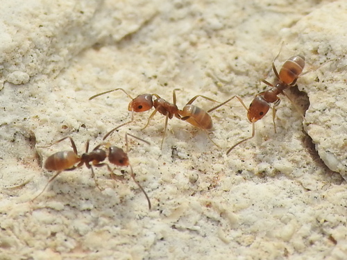 High Noon Ant photo 6