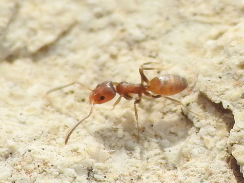 High Noon Ant photo 5