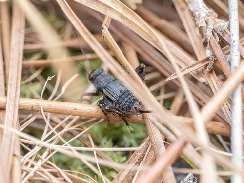 flatwoods ground cricket